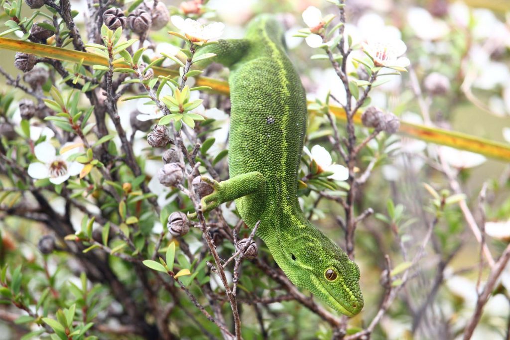 A native New Zealand green gecko on a manuka shrub