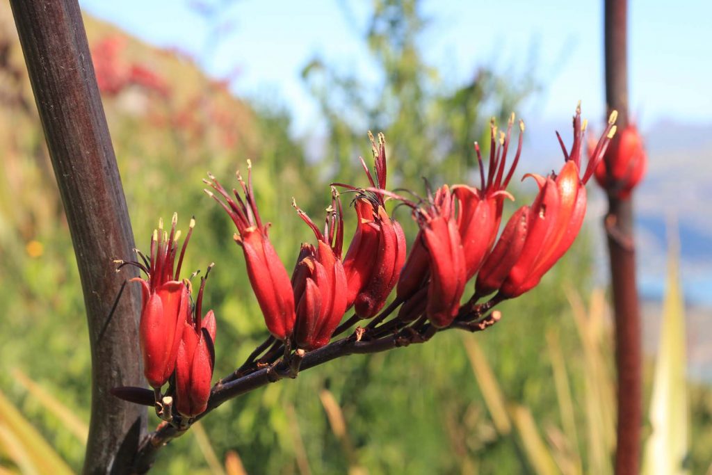 Flowers of harakeke/flax, a common New Zealand native plant